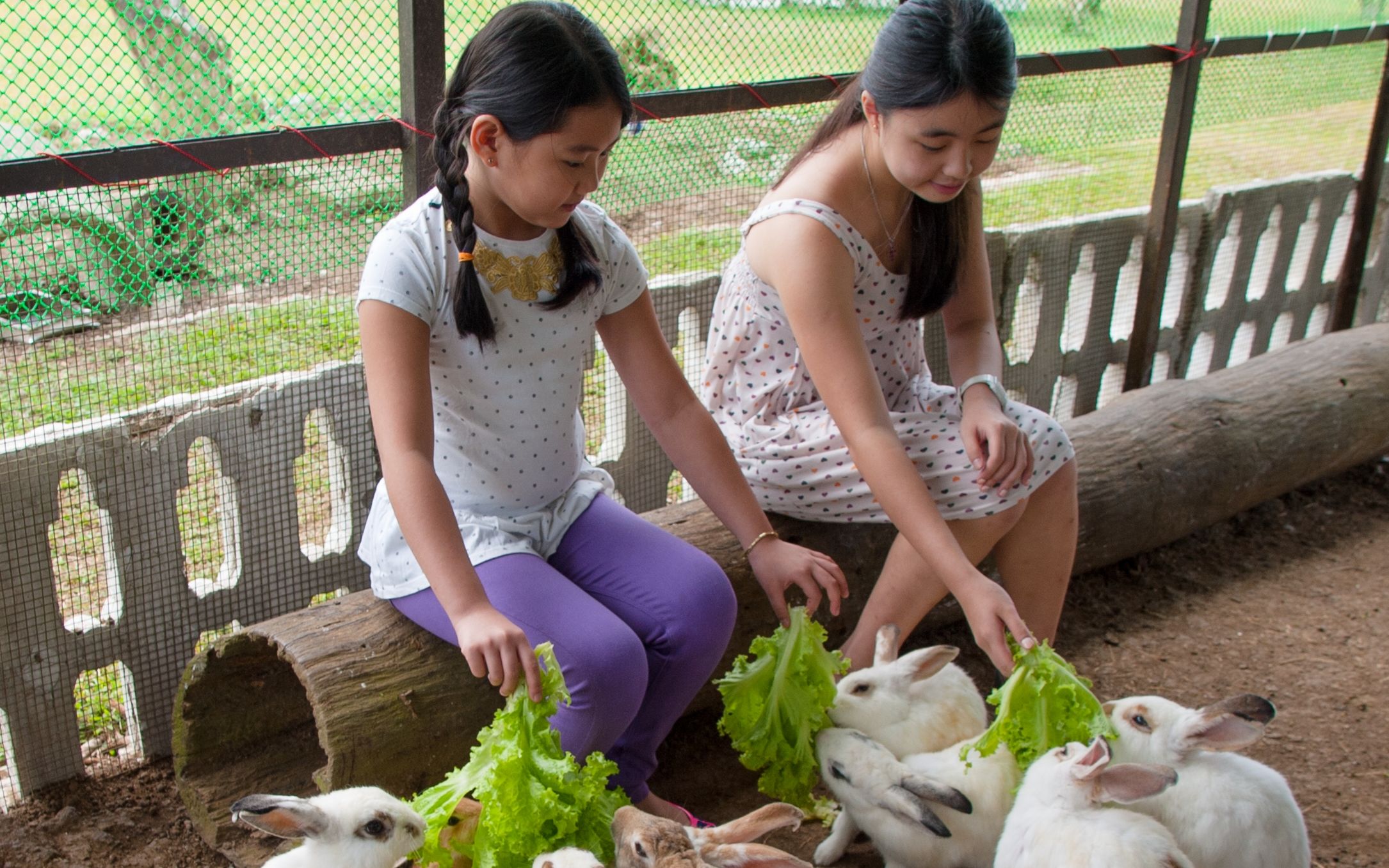 Animal Feeding - Hotel Kimberly Tagaytay