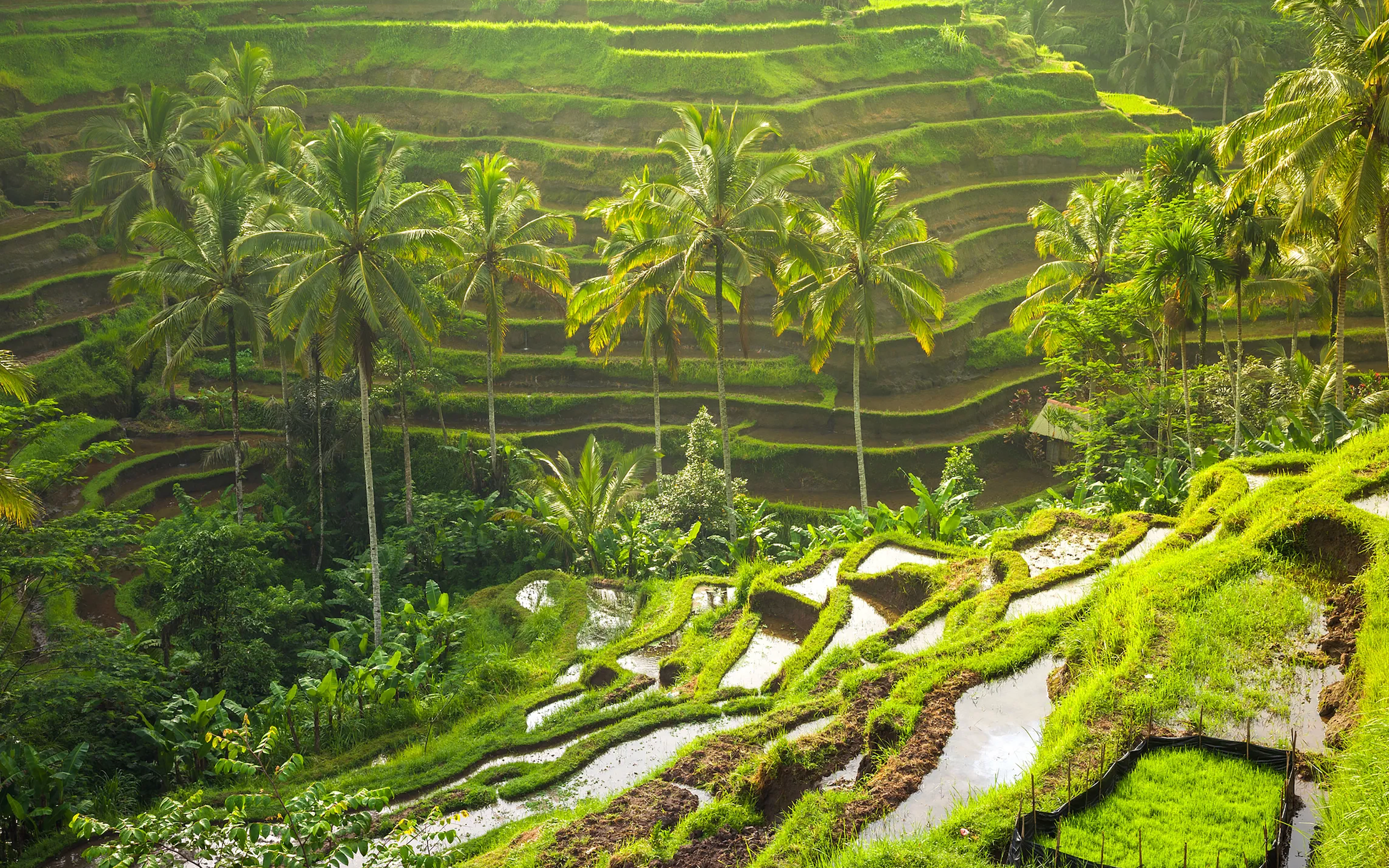 Earthly Wonders Tour Package - Amora Ubud Boutique Villas