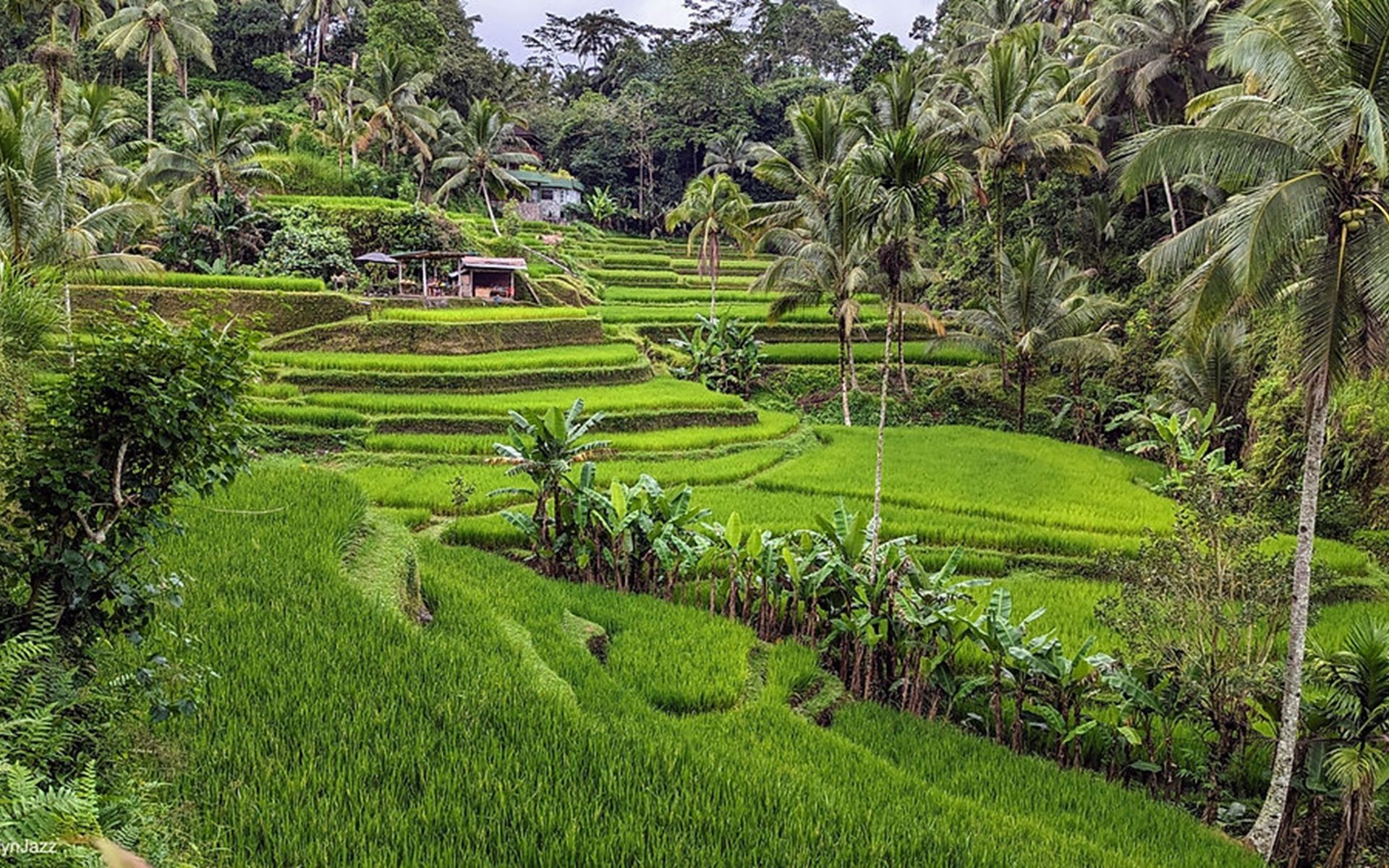 Experience the beauty of Bali with our thoughtfully curated Ceking Tour - The Hava Ubud A Pramana Experience