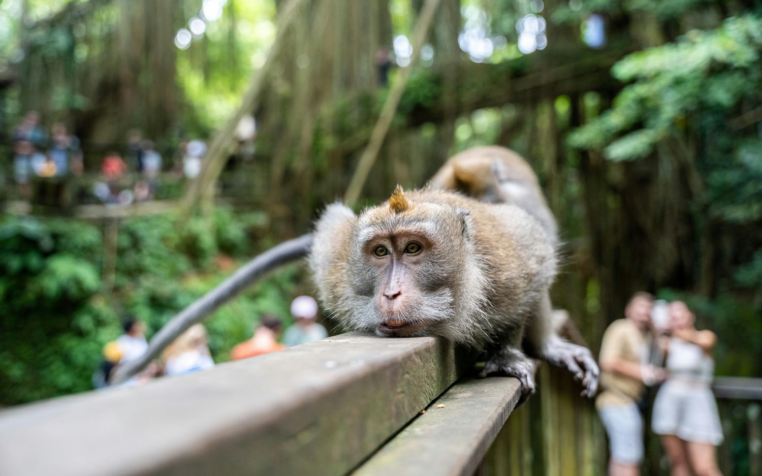 Half Day  Excursion in Bali with Experienced Driver
