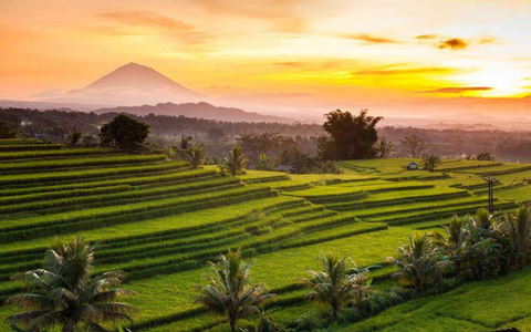 Private Tour - Jatiluwih Countryside Escape (8 hours)