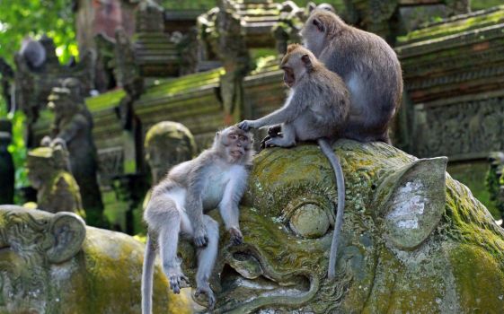 Private Tour - Experience the Magic of Ubud (4 Hour)