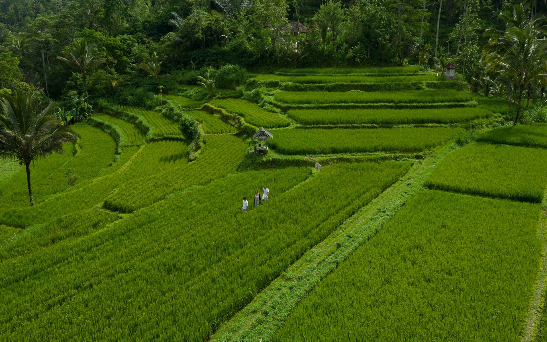 Journey Through Ubud’s Trails - Trekking - Adiwana Suweta