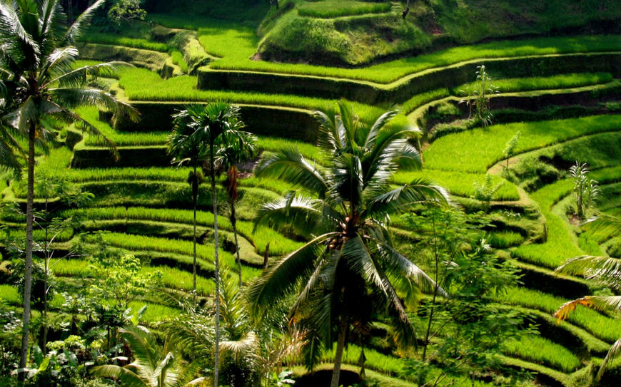 Kintamani Full Day Tour (Journey to The Active Volcano)