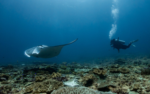 Fun Dive Nusa Penida with 2 Dives