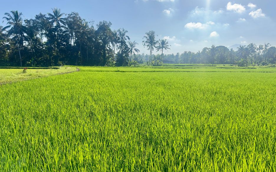 Explore The Hidden Beauty of Kenderan Village