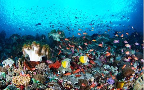 Private Snorkeling Adventure