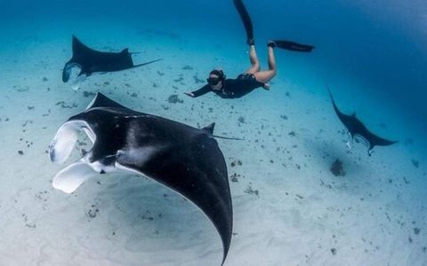 Exclusive Manta Ray Snorkeling – Private Tour with Guaranteed Sighting