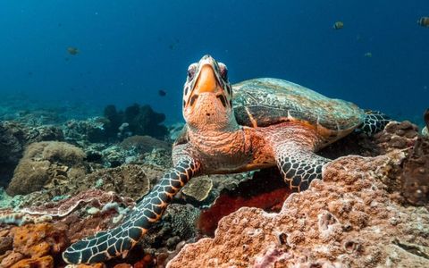 Diving Experience (with License)