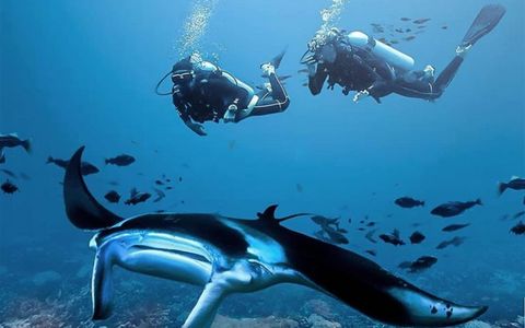 Diving Experience (with License)