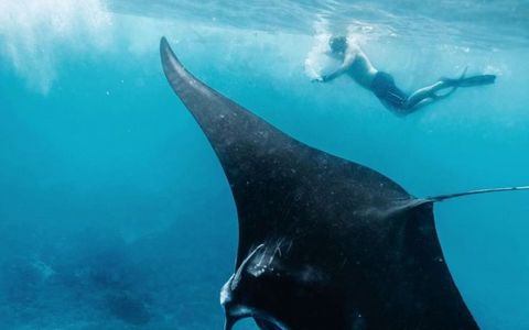 Private Snorkeling to Manta Bay