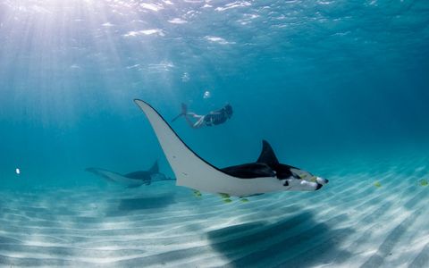 Private Snorkeling to Manta Bay