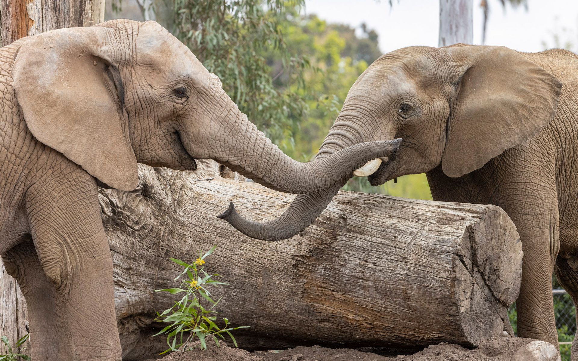 Elephant Safari Park & Lodge - The Amala